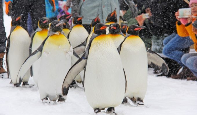 Penguin Walk Asahikawa Japan Hokkaido