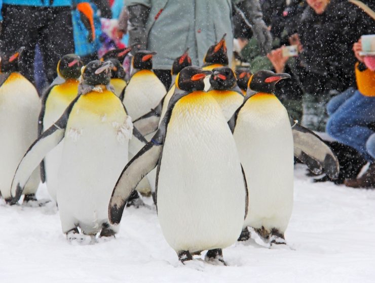 Penguin Walk Asahikawa Japan Hokkaido