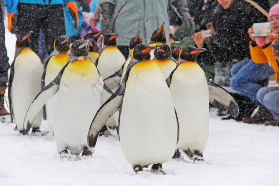 Penguin Walk Asahikawa Japan Hokkaido