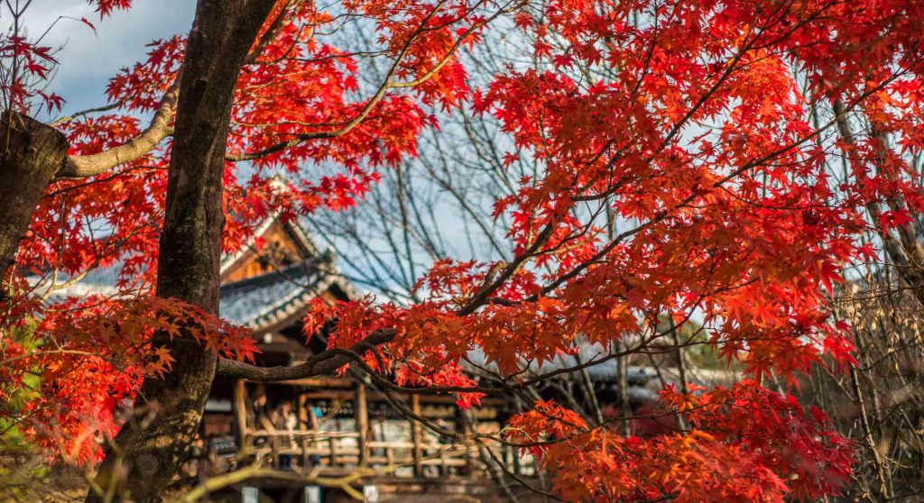 Best Autumn Leaves Spots in Kyoto #1 - Tofuku-ji 1