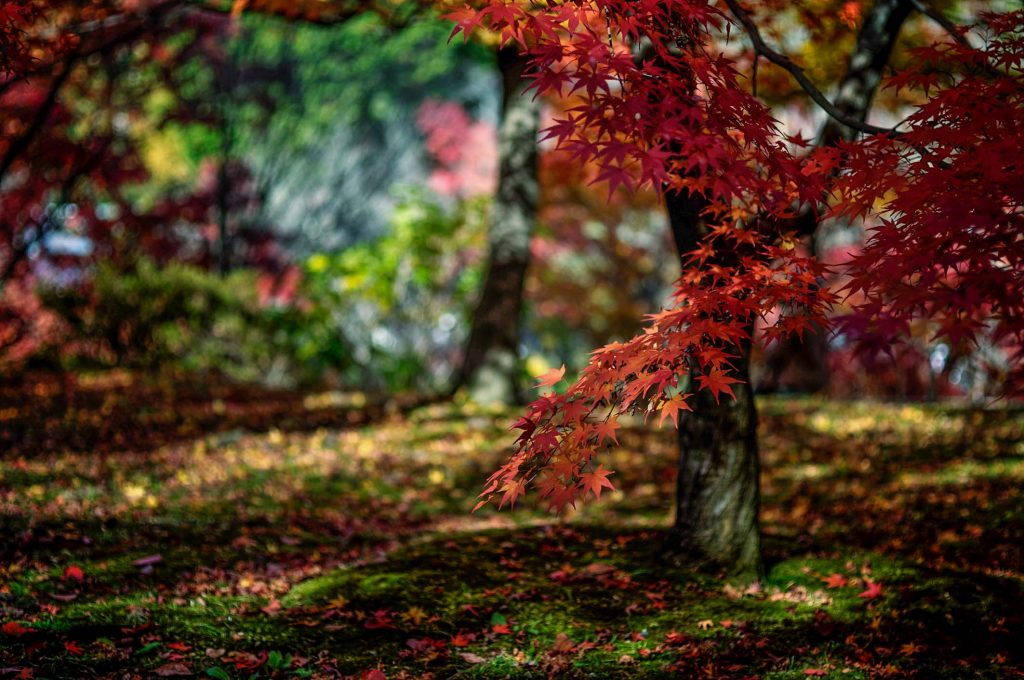 Best Autumn Leaves Spots in Kyoto #1 - Tofuku-ji 1