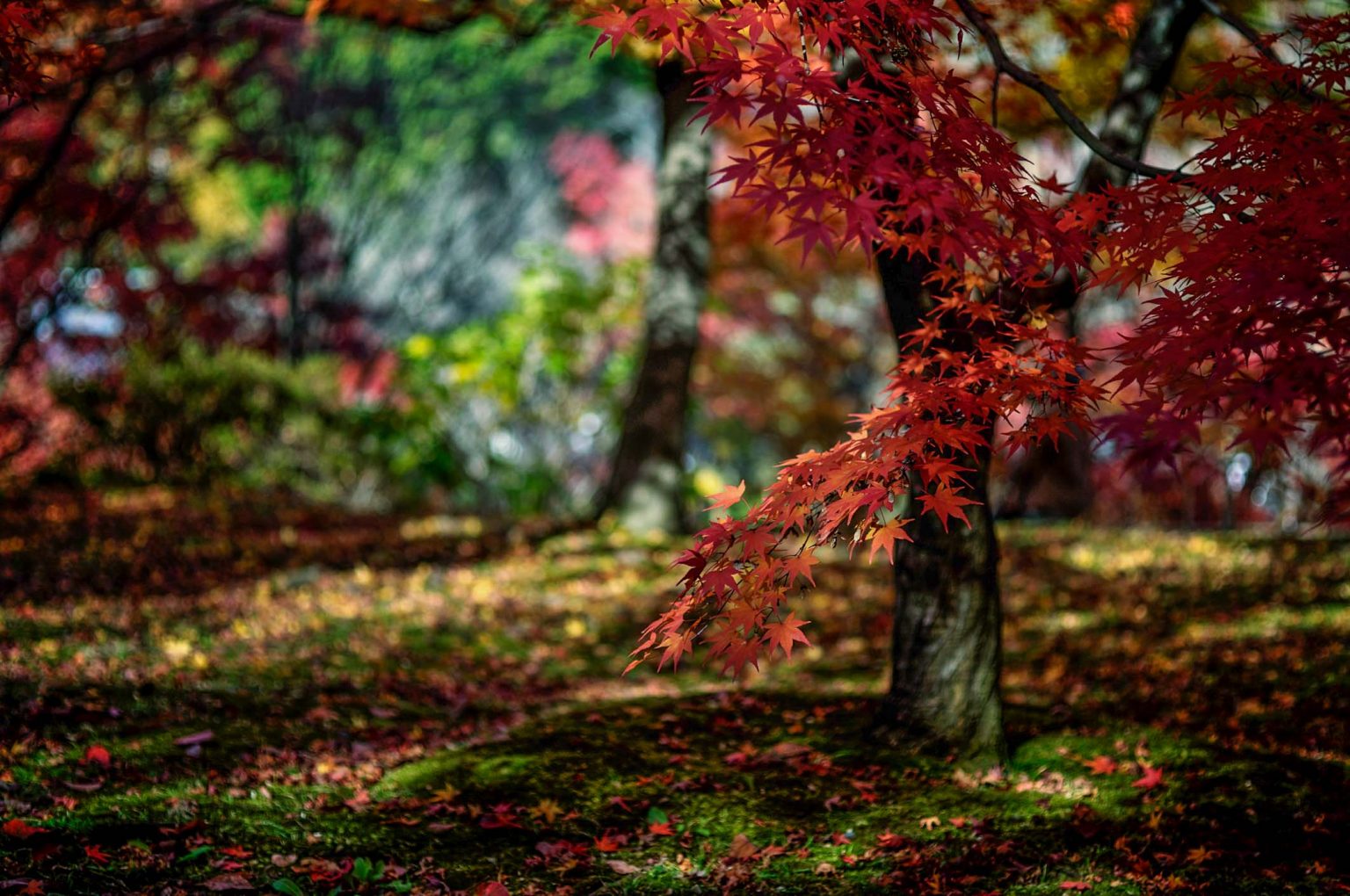 The 10 Best Autumn Leaves Spots In Kyoto You Should Visit