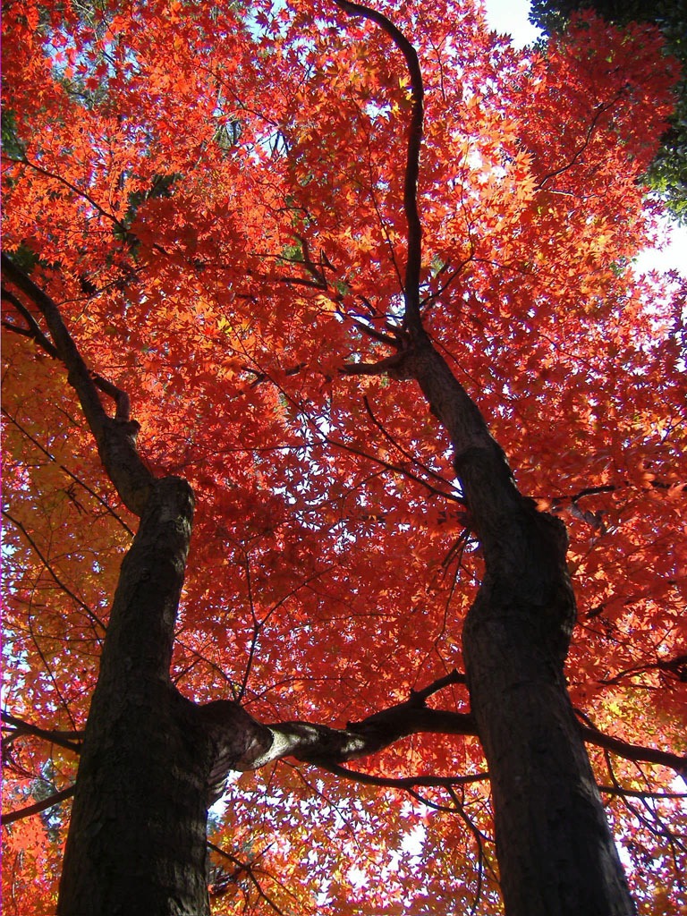 Best Autumn Leaves Spots in Kyoto #7 - Shinnyo-do