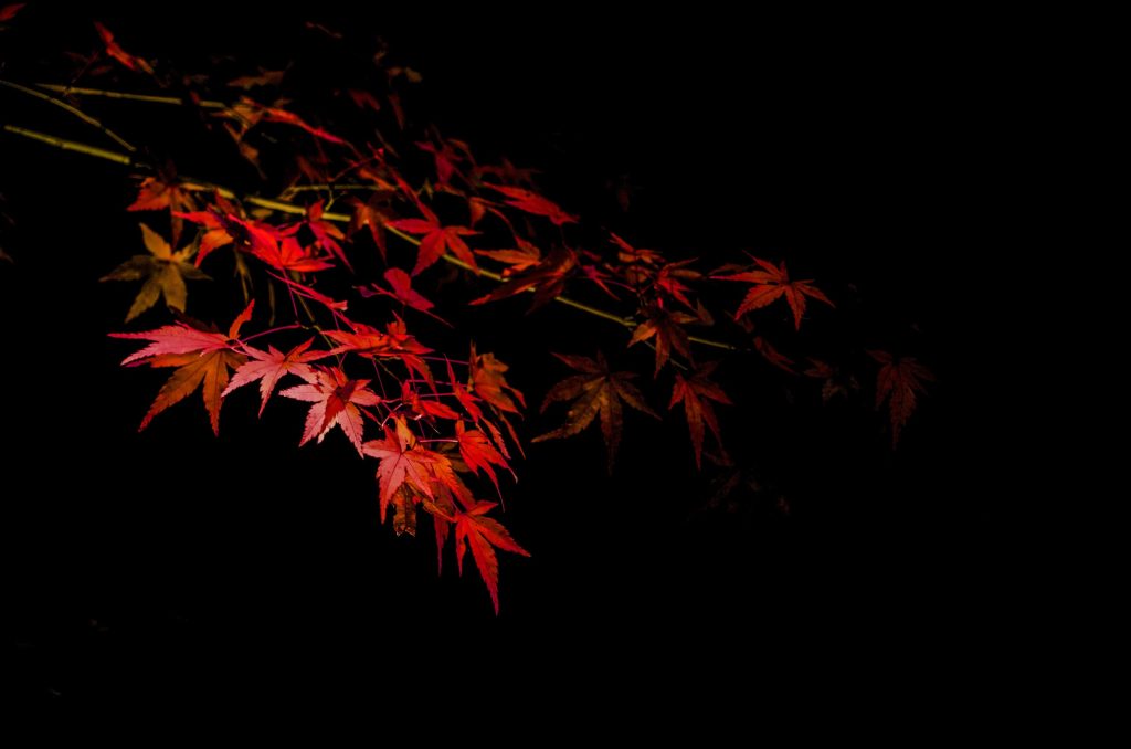 Best Autumn Leaves Spots in Kyoto #8 - Shorenin Temple
