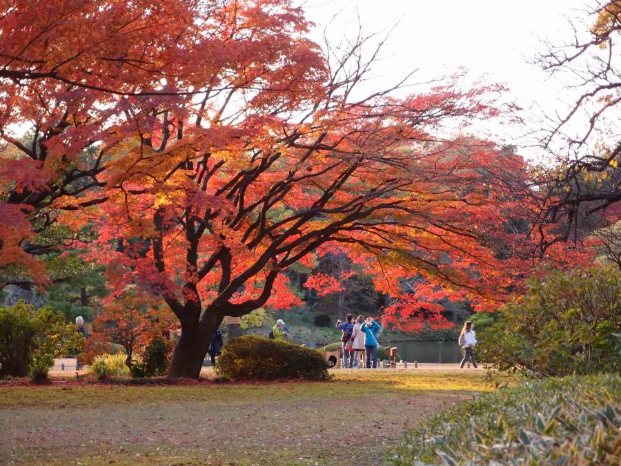 The 10 Best Autumn Leaves Spots In Tokyo You MUST Visit!