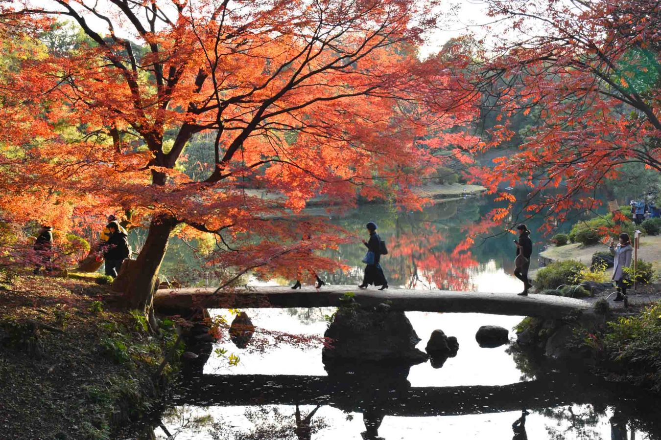 The 10 Best Autumn Leaves Spots In Tokyo You MUST Visit the-10-best-autumn-leaves-spots-in-tokyo-you-must-visit