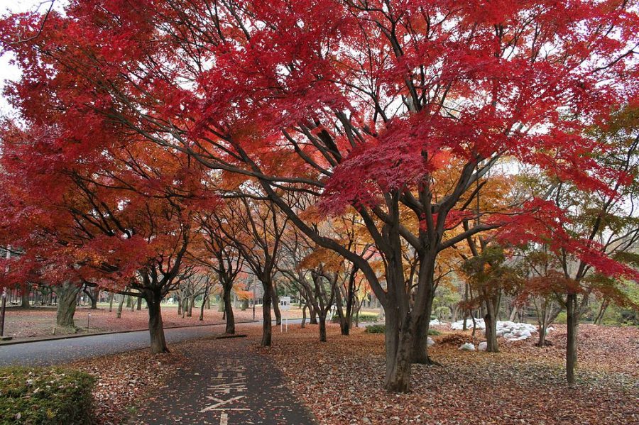 The 10 Best Autumn Leaves Spots In Tokyo You MUST Visit!