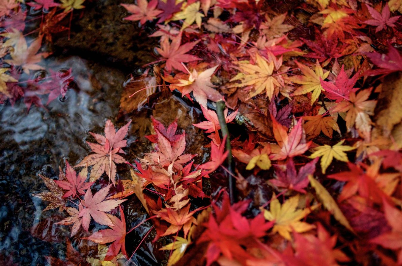 The 10 Best Autumn Leaves Spots In Tokyo You MUST Visit!