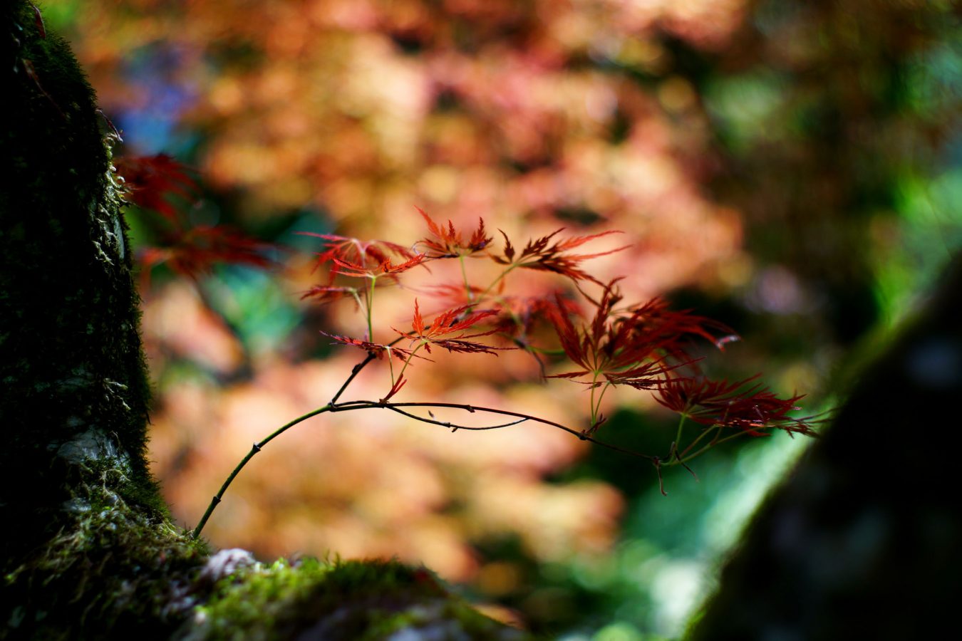 The 10 Best Autumn Leaves Spots In Tokyo You MUST Visit the-10-best-autumn-leaves-spots-in-tokyo-you-must-visit
