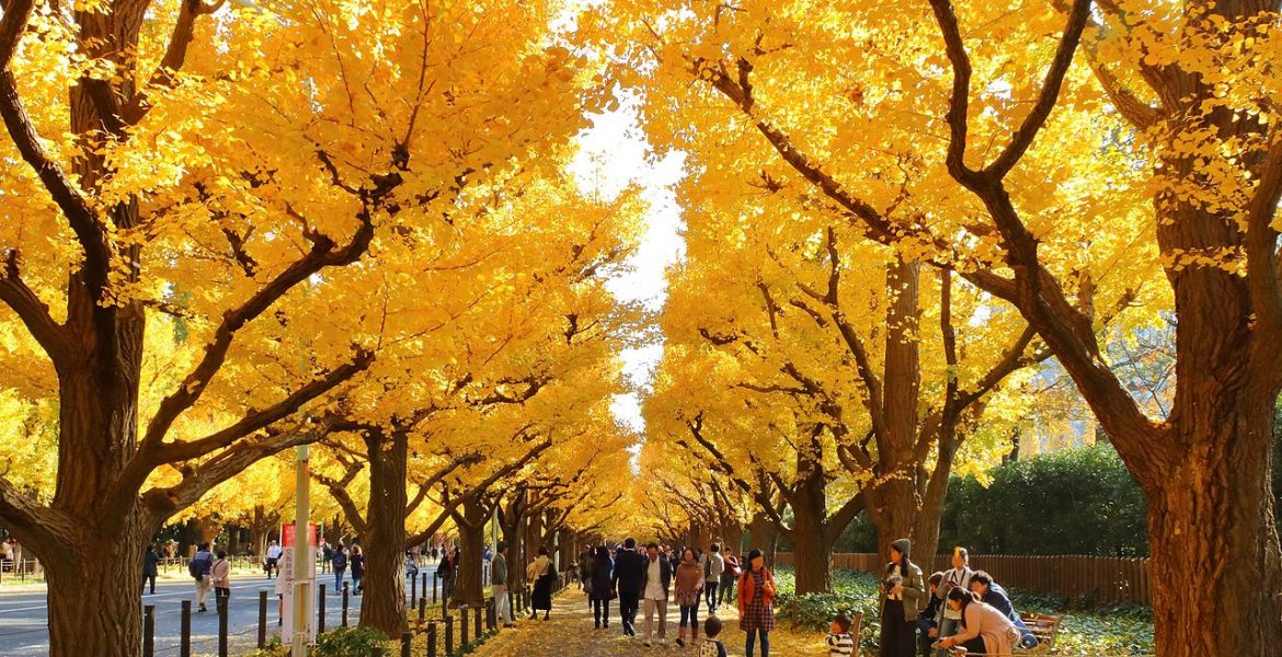 Best Autumn Leaves Spots in Tokyo #6 - Meiji Jingu Gaien