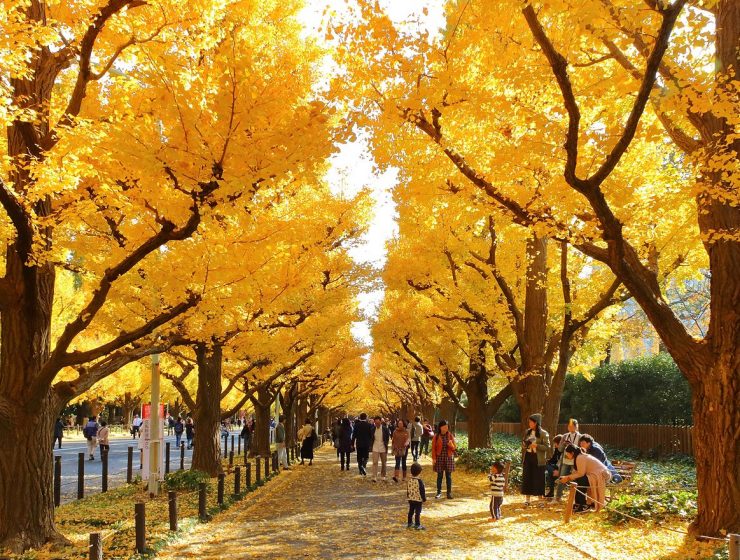 Best Autumn Leaves Spots in Tokyo #6 - Meiji Jingu Gaien