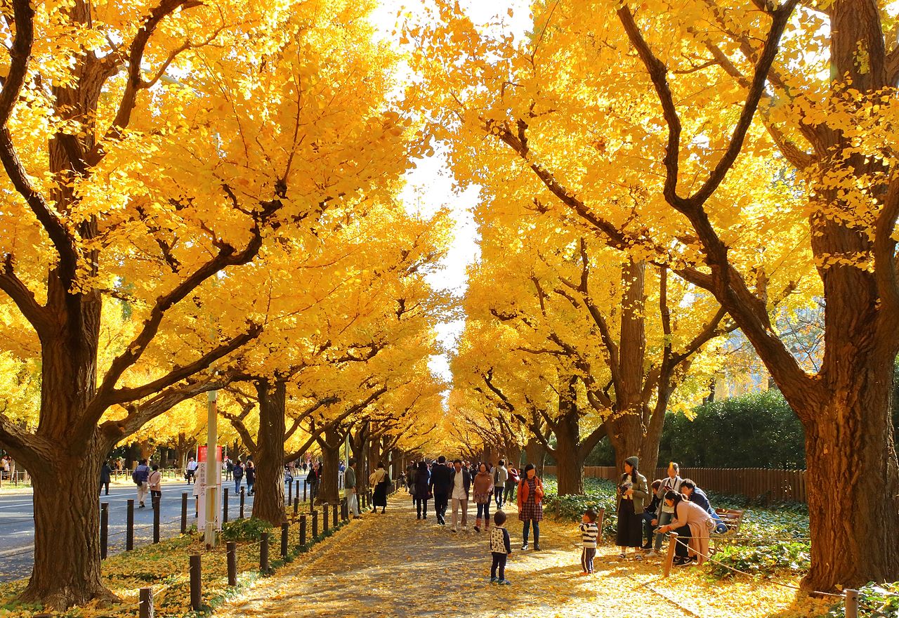 Best Autumn Leaves Spots in Tokyo #6 - Meiji Jingu Gaien