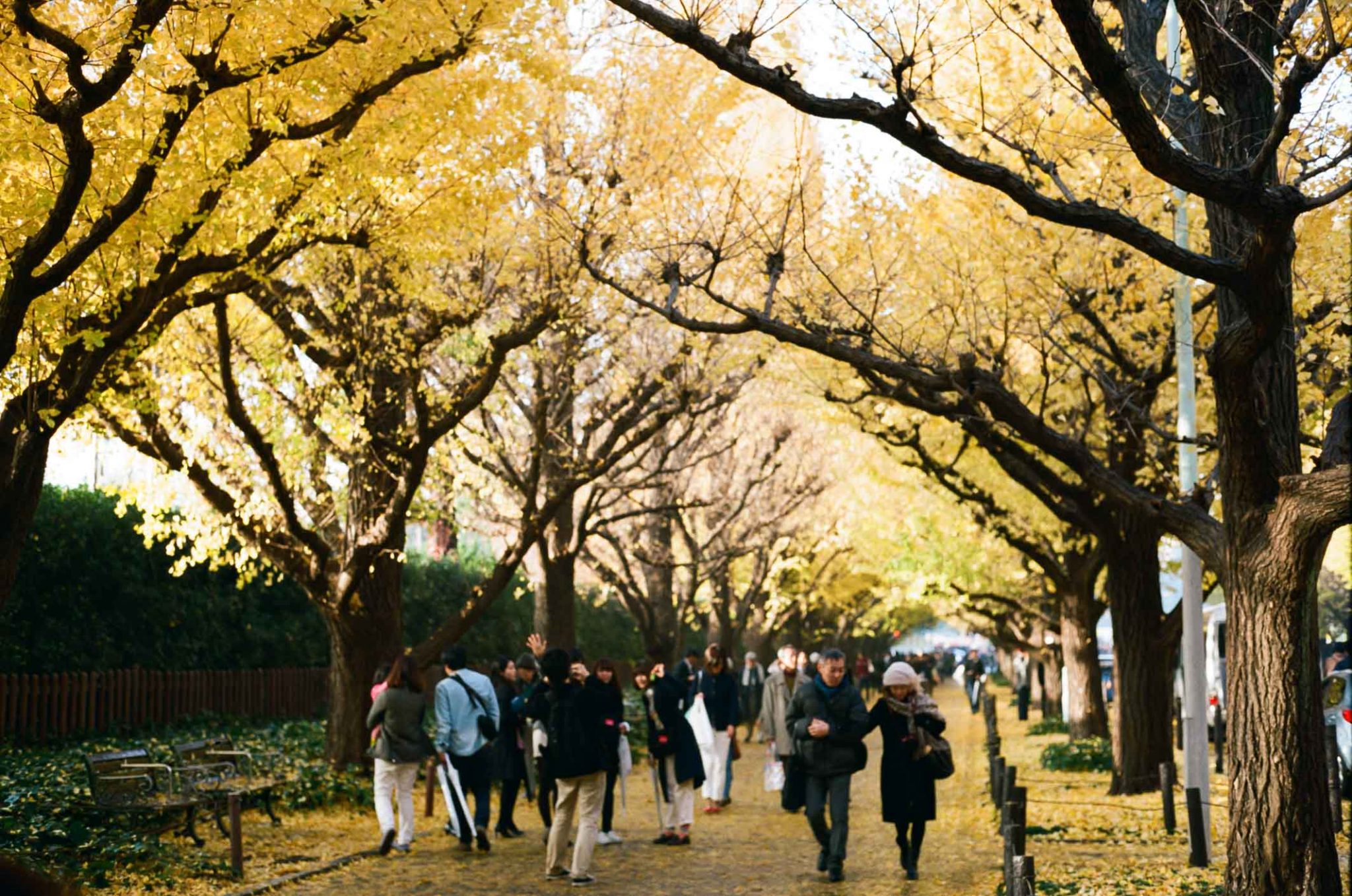 The 10 Best Autumn Leaves Spots In Tokyo You MUST Visit!