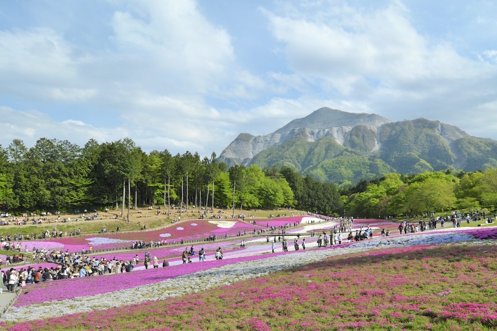Chichibu Japan - Hitsujiyama Park during Spring 1