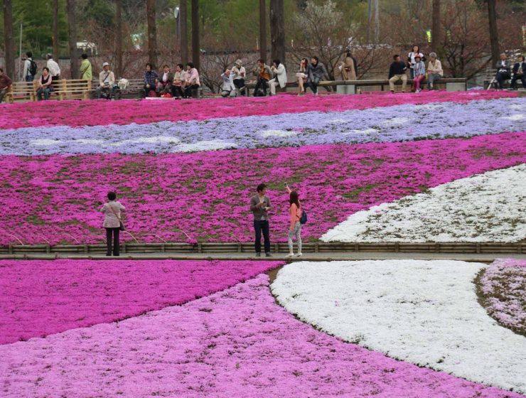 Chichibu Japan - Hitsujiyama Park during Spring 1