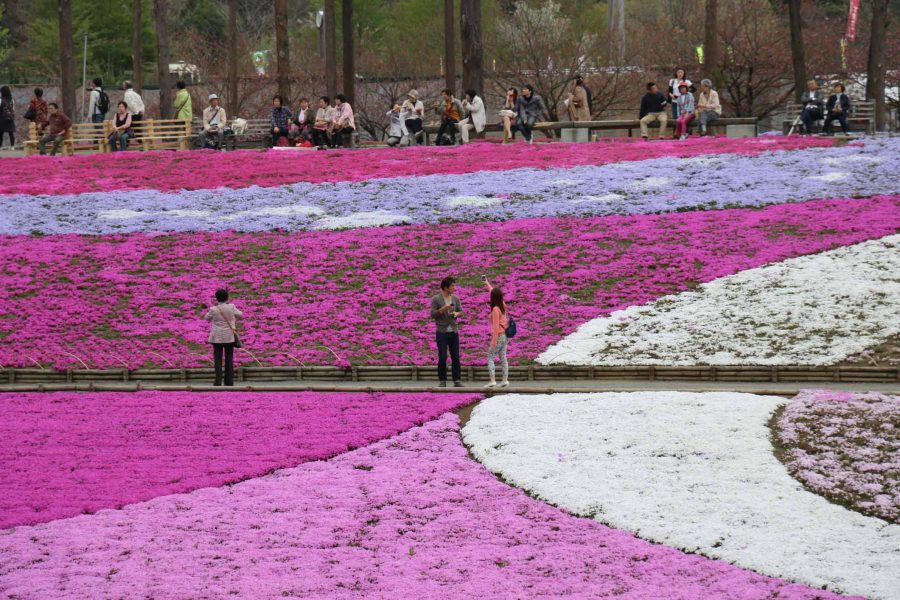 Chichibu Japan - Hitsujiyama Park during Spring 1