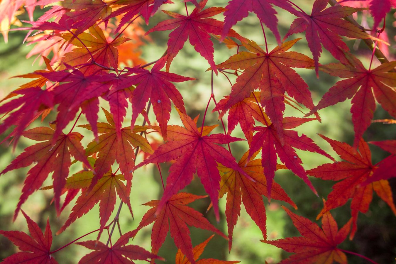 The 10 Best Autumn Leaves Spots In Tokyo You MUST Visit!