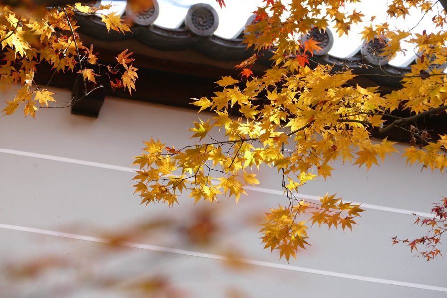 The 10 Best Autumn Leaves Spots In Kyoto You Should Visit