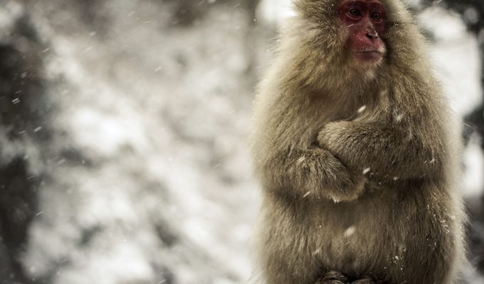 Snow Monkeys Japan 4