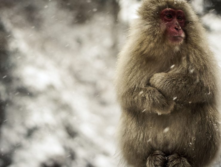 Snow Monkeys Japan 4