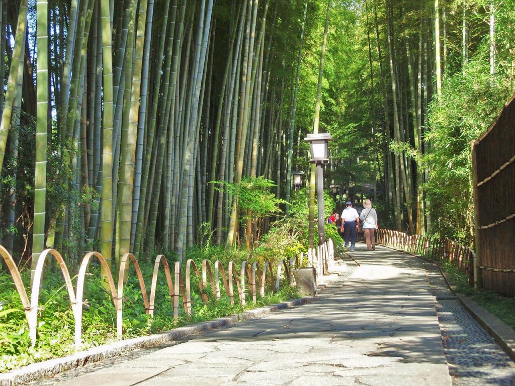 Explore The Tranquil Bamboo Rainforest, Chikurin no Komichi