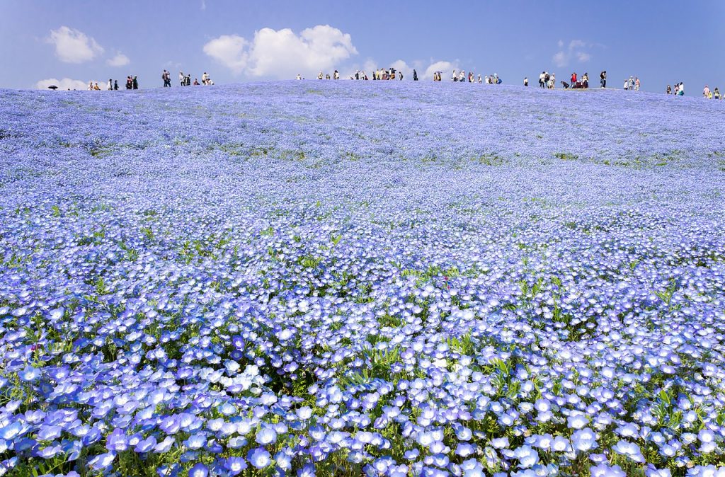 Hitachi Seaside Park Blue Flower Nemophila