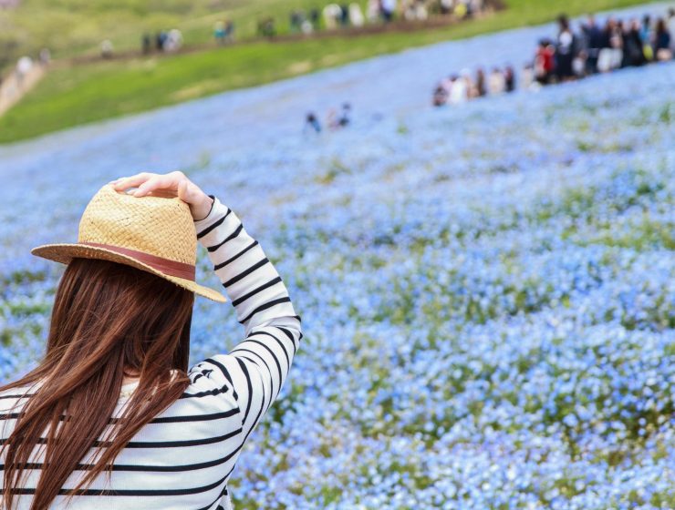Hitachi Seaside Park Nemophila 3