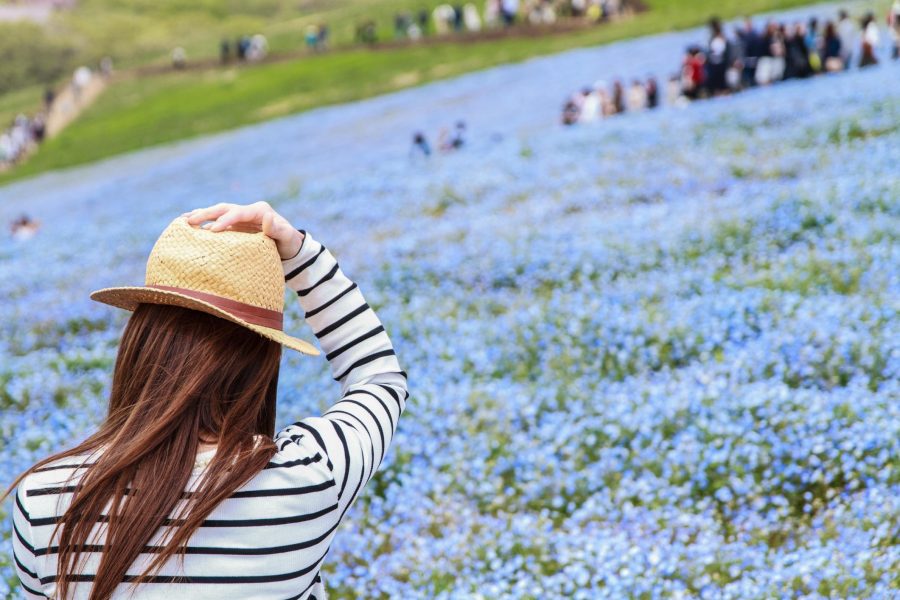 Hitachi Seaside Park Nemophila 3