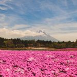 Mount Fuji Viewpoint #9 - Fuji Shibazakura 1