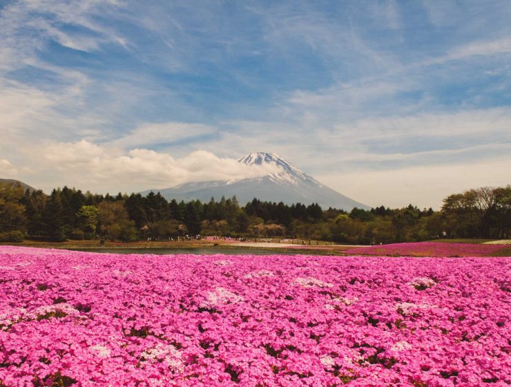 Mount Fuji Viewpoint #9 - Fuji Shibazakura 1