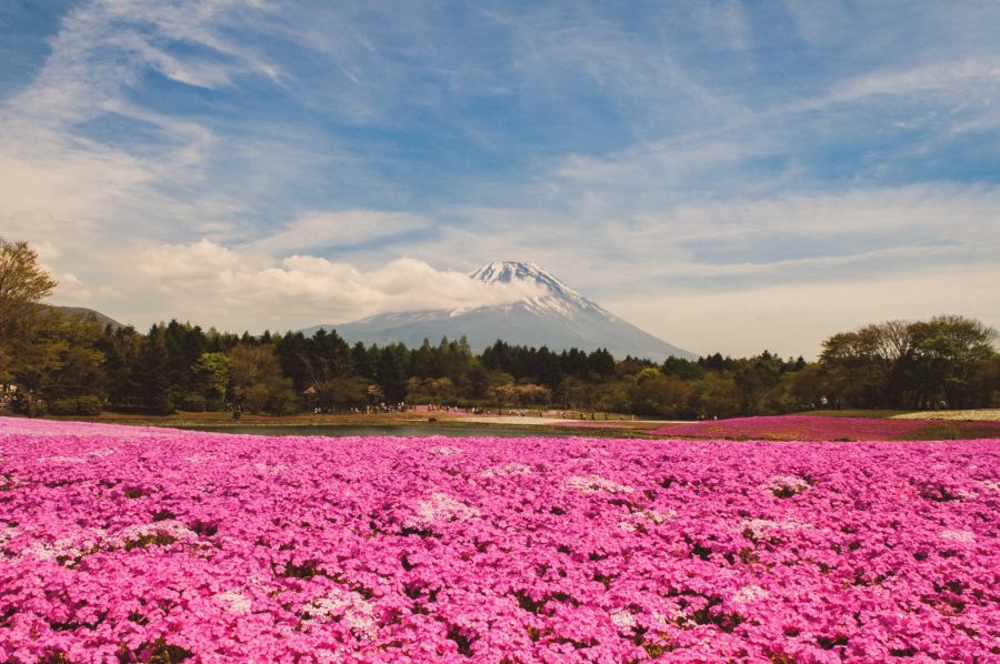 Mount Fuji Viewpoint #9 - Fuji Shibazakura 1