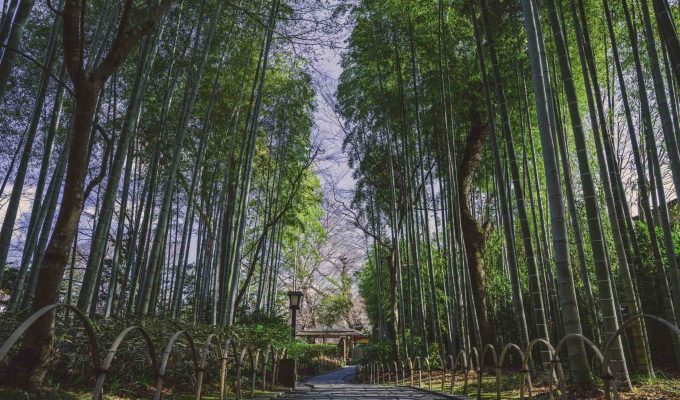 Shuzenji Onsen Bamboo Rainforest, Chikurin no Komichi 1