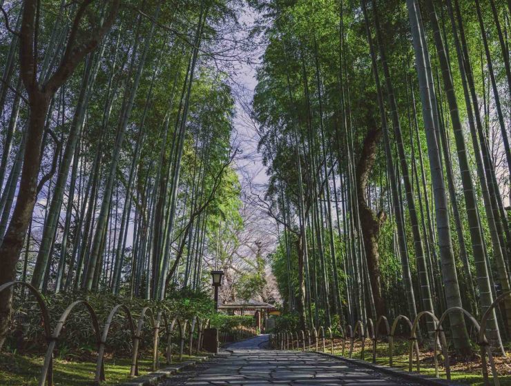 Shuzenji Onsen Bamboo Rainforest, Chikurin no Komichi 1