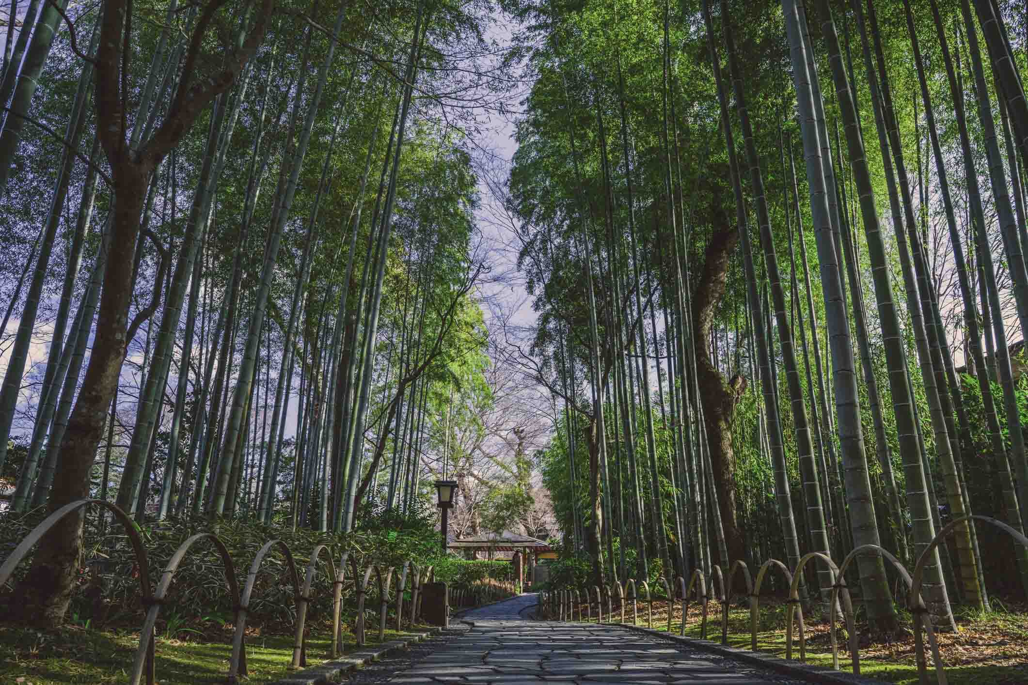 Shuzenji Onsen Bamboo Rainforest, Chikurin no Komichi 1