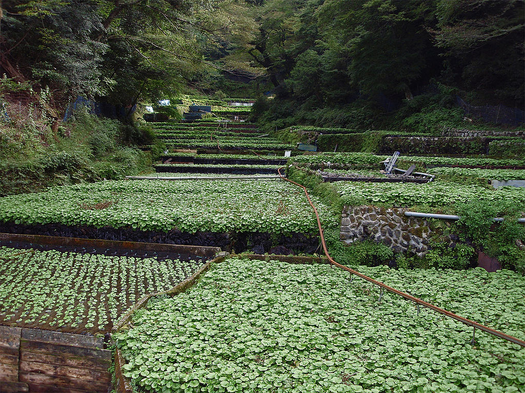 Wasabi Fields in Shizuoka