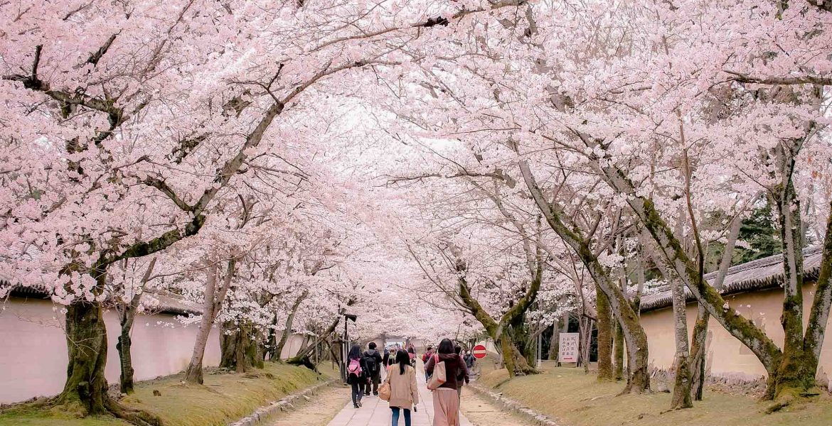 Best Cherry Blossom (Sakura) Spots in Kyoto - Daigo-ji Temple 1