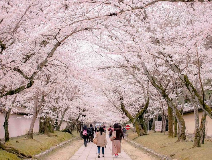 Best Cherry Blossom (Sakura) Spots in Kyoto - Daigo-ji Temple 1