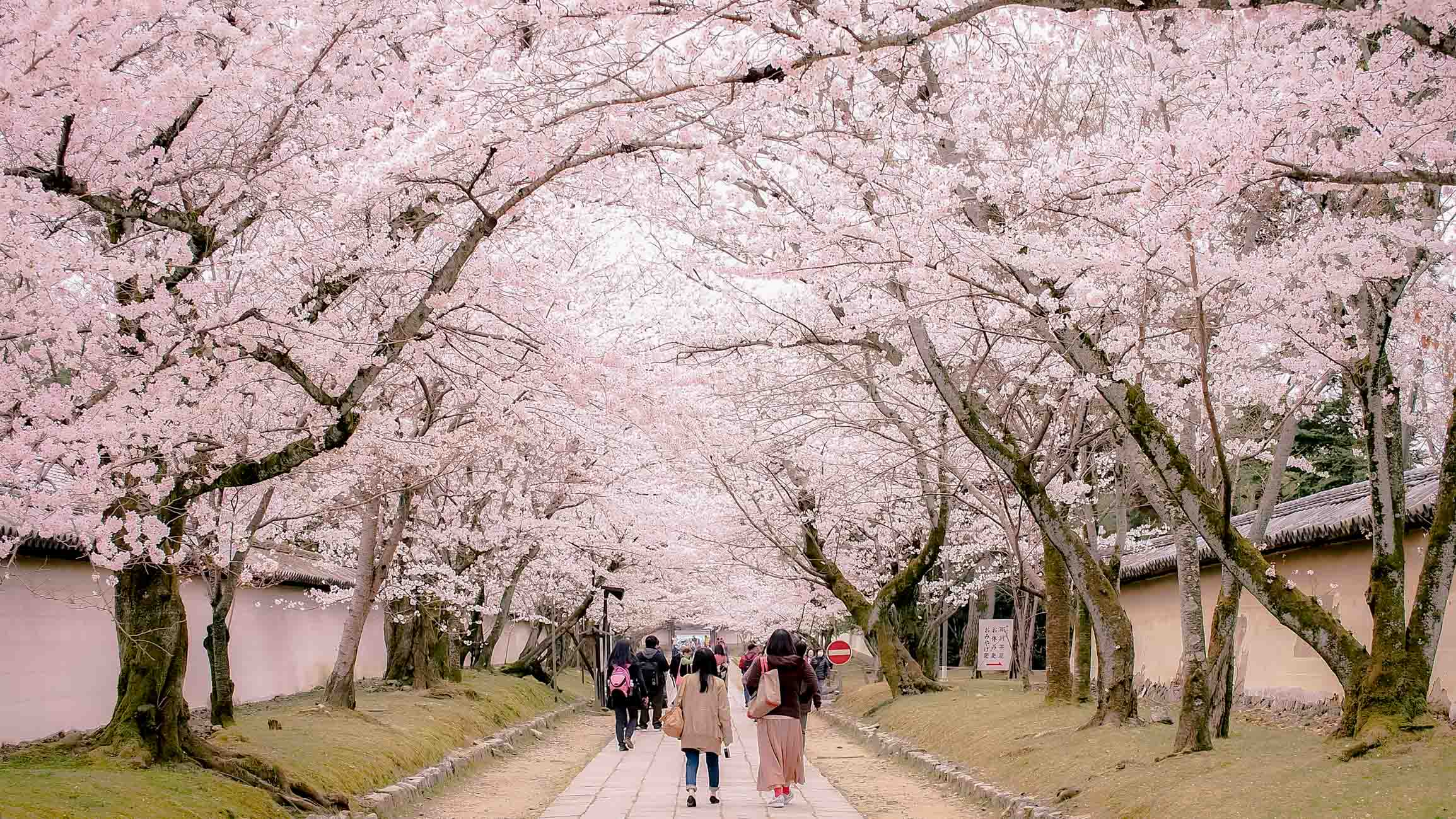 Japanese Cherry Blossom Kyoto Kyoto Japan Cherry Blossom Sakura