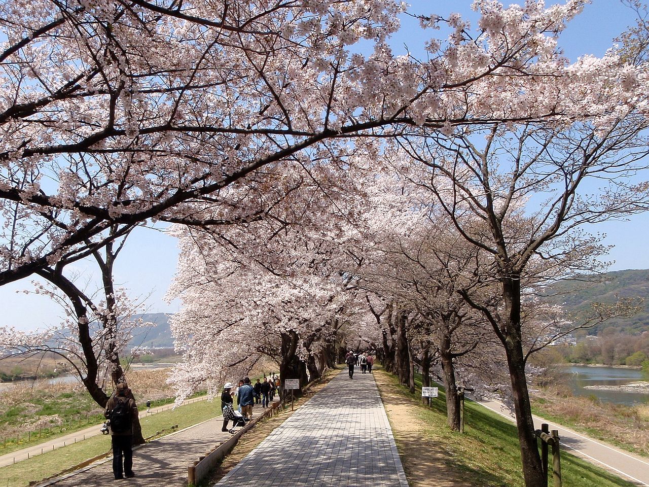Sakura Kyoto The 10 Most Beautiful Cherry Blossom Spots In Kyoto