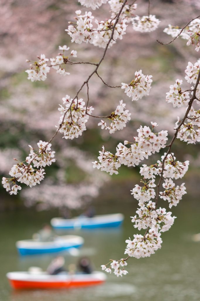 Best Sakura (Cherry Blossom) Spots in Tokyo - Chidorigafuchi 1 Best Sakura (Cherry Blossom) Spots in Tokyo - Chidorigafuchi 1