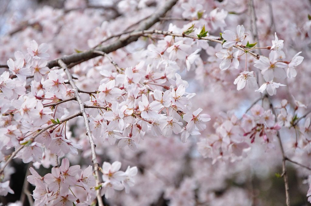 Best Sakura (Cherry Blossom) Spots in Tokyo - Rikugien Garden 2 Best Sakura (Cherry Blossom) Spots in Tokyo - Rikugien Garden 2