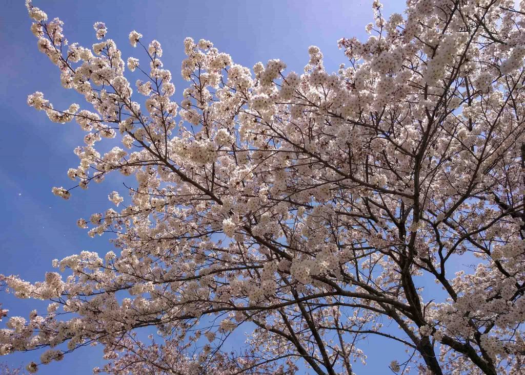 Best Sakura (Cherry Blossom) Spots in Tokyo - Showa Memorial Park 1 Best Sakura (Cherry Blossom) Spots in Tokyo - Showa Memorial Park 1