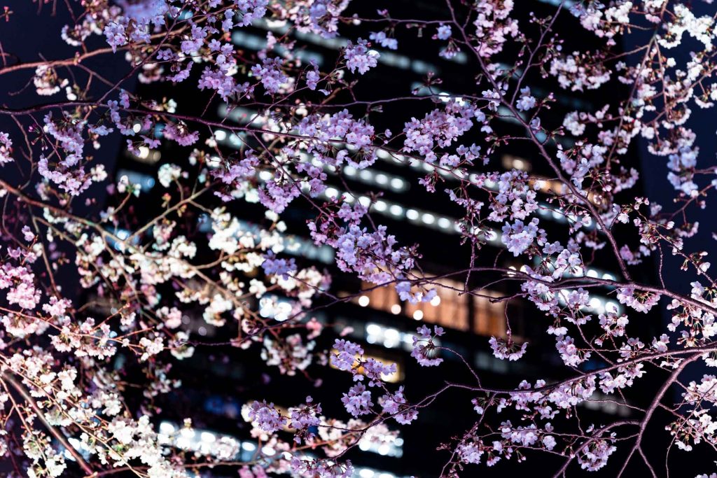 Best Sakura (Cherry Blossom) Spots in Tokyo - Tokyo Midtown 2 Best Sakura (Cherry Blossom) Spots in Tokyo - Tokyo Midtown 2