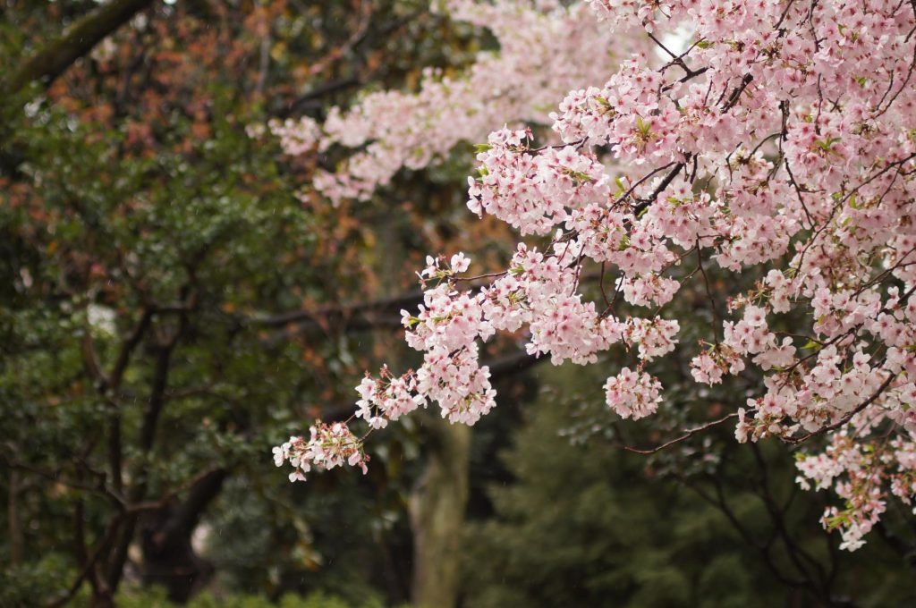 Best Sakura (Cherry Blossom) Spots in Tokyo - Ueno Park 1 Best Sakura (Cherry Blossom) Spots in Tokyo - Ueno Park 1