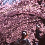 Best Sakura (Cherry Blossom) Spots in Tokyo - Yoyogi 2