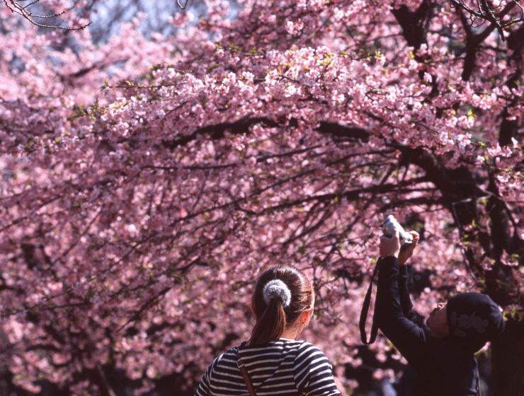 Best Sakura (Cherry Blossom) Spots in Tokyo - Yoyogi 2