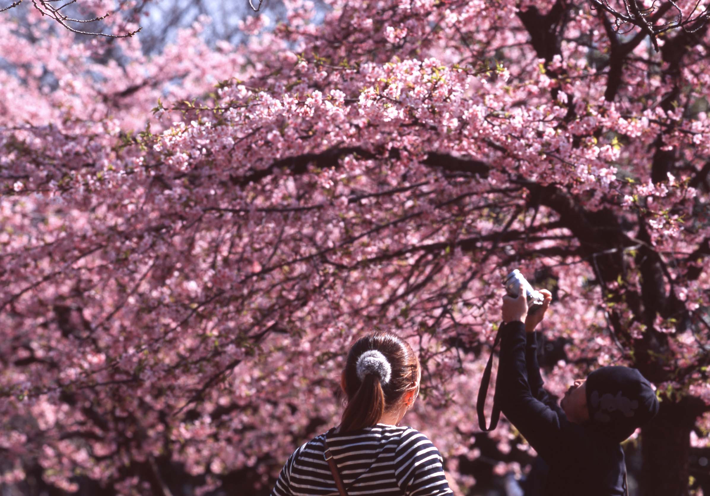 Best Sakura (Cherry Blossom) Spots in Tokyo - Yoyogi 2
