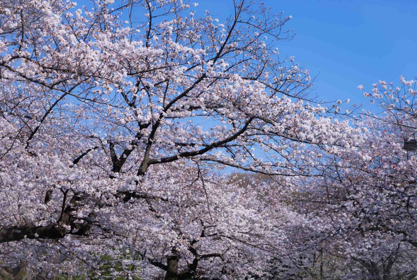 The 10 Most Beautiful Cherry Blossom (Sakura) Spots In Tokyo