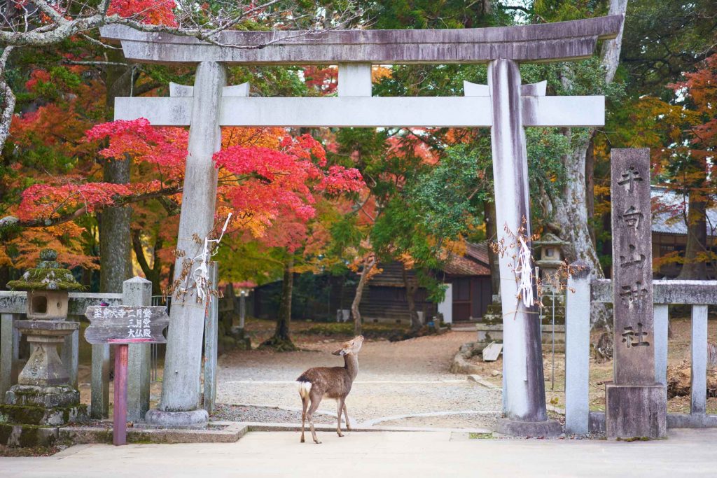 Day Trips From Osaka Japan - Nara 1