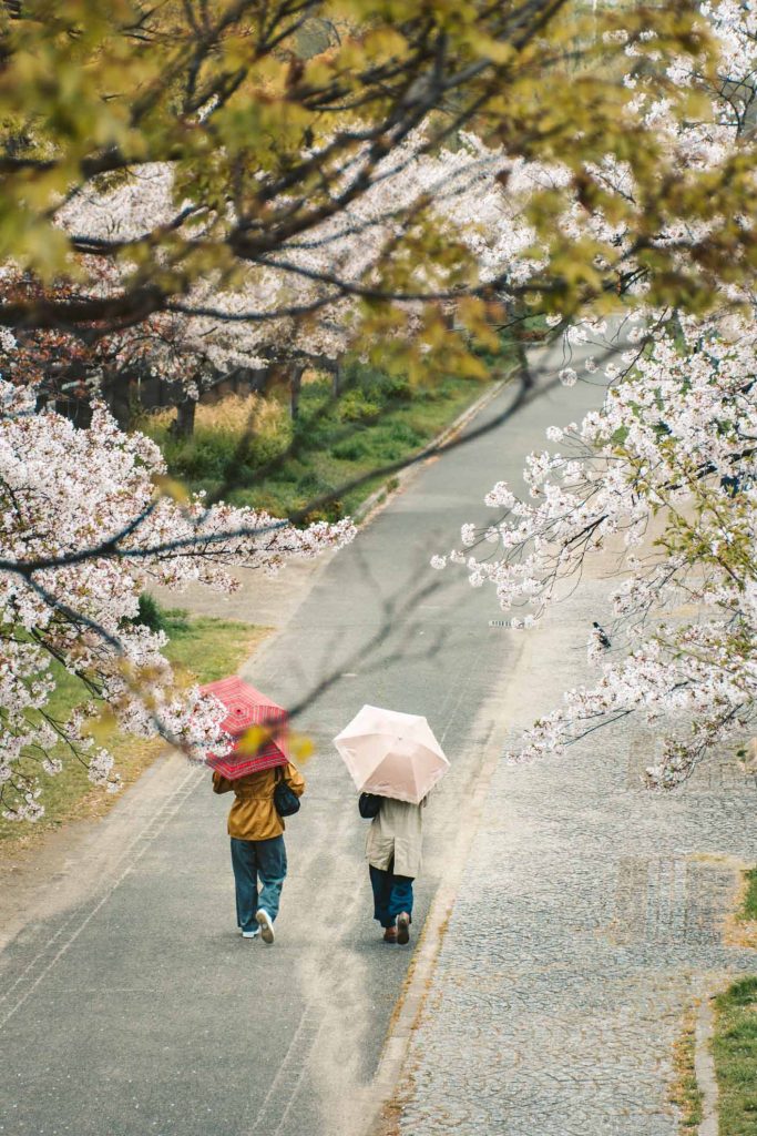 Sakura Osaka - Best Cherry Blossom Spots